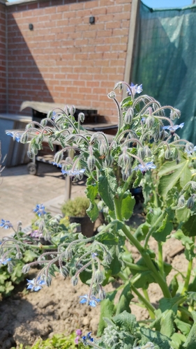 Borage