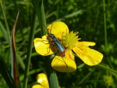 Malachius australis