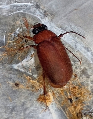 Brown Chafer