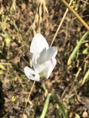 Zephyranthes drummondii