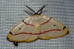Phoenicocampa rubrifasciata