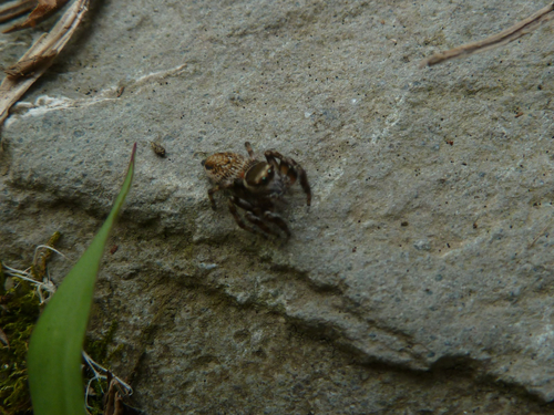 White-eyebrowed Jumping Spider