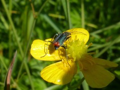 Malachius australis