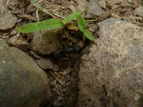 Japanese Carpenter Ant