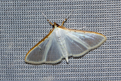 Palpita vitrealis