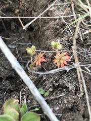 Androsace occidentalis