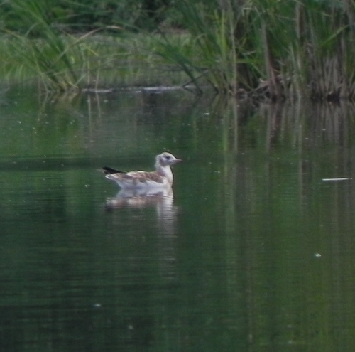 Black-headed Gull