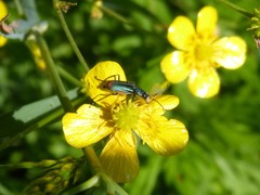 Malachius australis