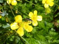 Malachius australis