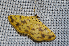 Pardomima