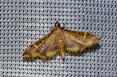 Prophantis smaragdina