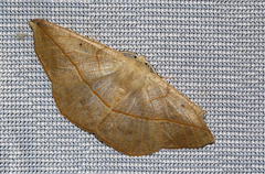 Psilocerea pulverosa