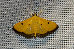 Pyrausta atricinctalis