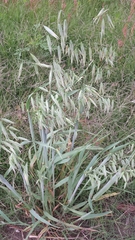 Avena sativa