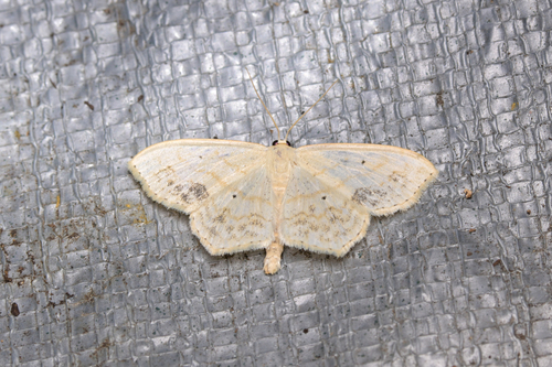 Large Lace-Border Moth