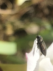 Acmaeodera neglecta neoneglecta