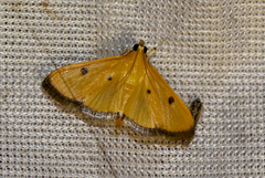 Pyrausta atricinctalis