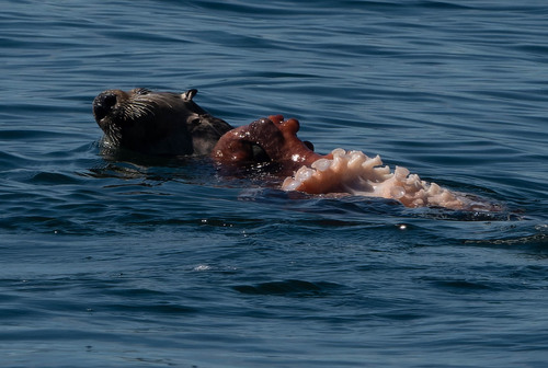 Giant Pacific Octopus photographed in Alaska