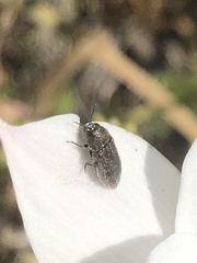 Acmaeodera neglecta neoneglecta