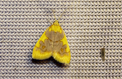 Sameodesma xanthocraspia