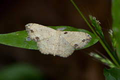 Scopula sanguinisecta