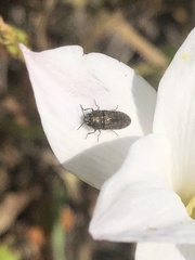 Acmaeodera neglecta neoneglecta