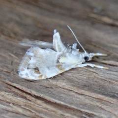 Glaphyria basiflavalis