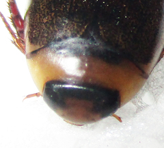 Dytiscoidea