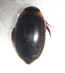 Dytiscoidea