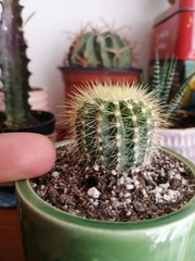 Cephalocereus polylophus