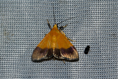 Ulopeza conigeralis