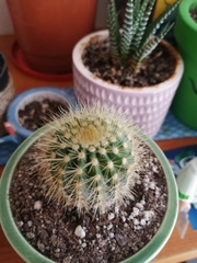 Cephalocereus polylophus