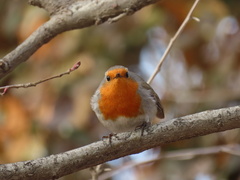 Erithacus rubecula