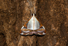Viettessa margaritalis
