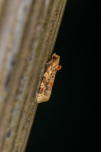 Red-banded Leafroller Moth