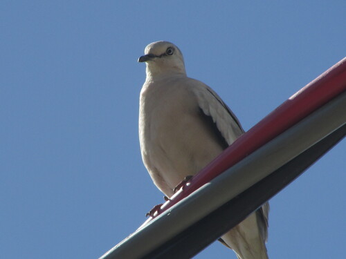 Picuí Ground Dove