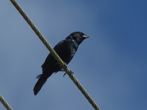 Blue-black Grassquit