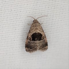 Tripudia rectangula