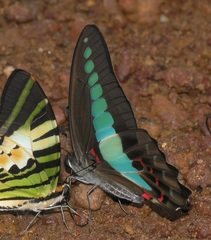 Graphium sarpedon sarpedon