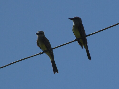 Tropical Kingbird