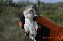 Heteromys irroratus