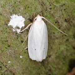 Antaeotricha albulella