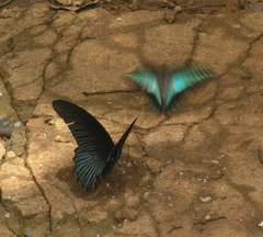 Graphium sarpedon sarpedon