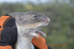 Heteromys irroratus
