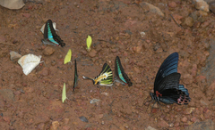 Graphium sarpedon sarpedon