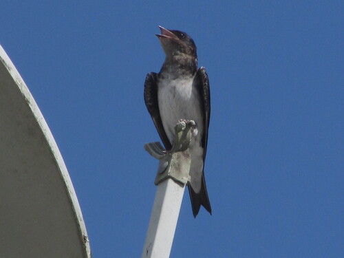 Gray-breasted Martin