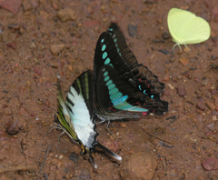 Graphium sarpedon sarpedon