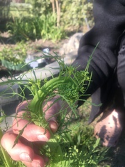 Senecio bipinnatisectus