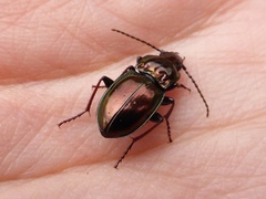 Pterostichus burmeisteri