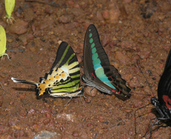 Graphium sarpedon sarpedon